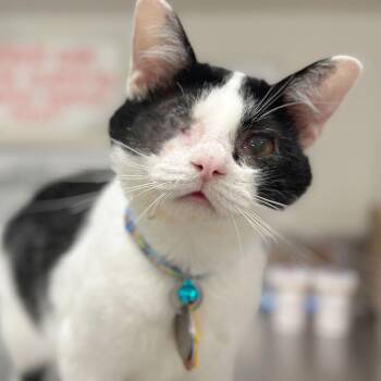 Domestic Short Hair Cats Available for Adoption in Port Washington, New York - Murray | PetCurious