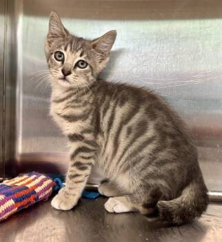 HERSHEY -  Domestic Short Hair Cat for Adoption in Kalamazoo, Michigan - HERSHEY | PetCurious