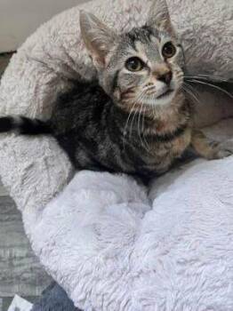 Rescue Domestic Short Hair Cats for Adoption in Williamsport, Pennsylvania - Jasmine | PetCurious