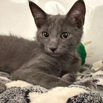 Blue -  Domestic Short Hair and Russian Blue Cat for Adoption in Sunnyvale, California - Blue | PetCurious