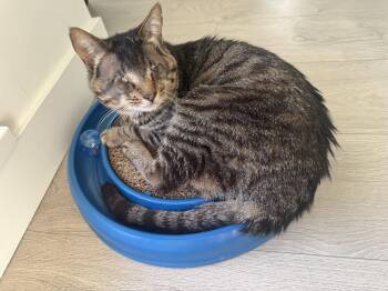 Jackson -  Tabby Cat for Adoption in Burnaby, British Columbia - Jackson | PetCurious
