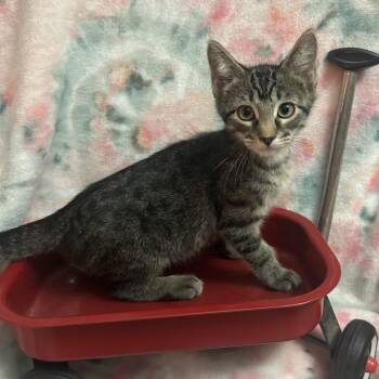 Buzz Lightyear -  Domestic Short Hair Cat for Adoption in Columbia, Missouri - Buzz Lightyear | PetCurious