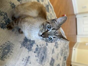 Siamese Cats Available for Adoption in Davidson, North Carolina - Niko | PetCurious