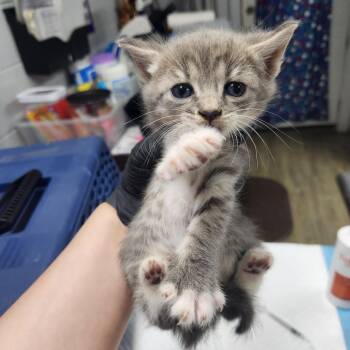 Domestic Short Hair Cats Available for Adoption in Summerville, South Carolina - Erie | PetCurious