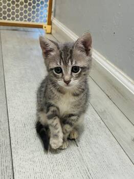 Domestic Short Hair and Tabby Cats Available for Adoption in Pinole, California - Victoria Aka Vicky | PetCurious