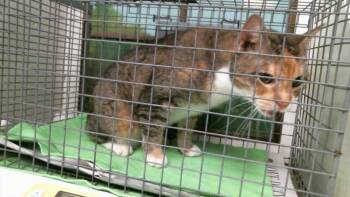 FRILLY -  Domestic Short Hair Cat for Adoption in Houston, Texas - FRILLY | PetCurious
