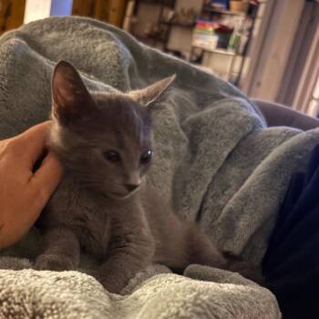Ezra -  Domestic Medium Hair Cat for Adoption in La Grange, Kentucky - Ezra | PetCurious
