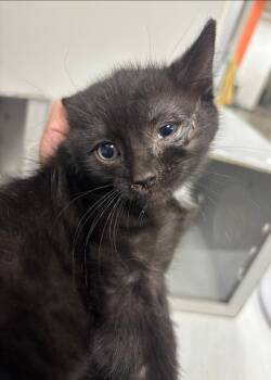 Rescue Domestic Short Hair Cats for Adoption in Greenfield, Indiana - Stout | PetCurious