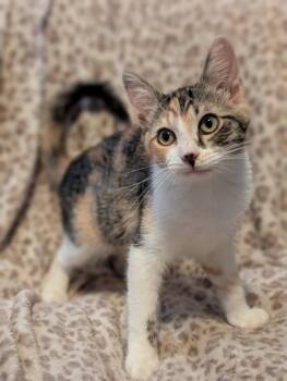 Pixel -  Domestic Short Hair Cat for Adoption in Phoenix, Arizona - Pixel | PetCurious