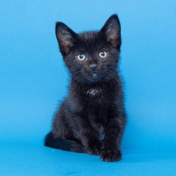 Spruce -  Domestic Short Hair Cat for Adoption in Franklin, Tennessee - Spruce | PetCurious