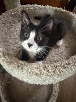 Demi -  Domestic Short Hair Cat for Adoption in Little Rock, Arkansas - Demi | PetCurious