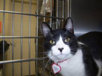 Rescue Domestic Short Hair Cats for Adoption in Annapolis, Maryland - Misty | PetCurious