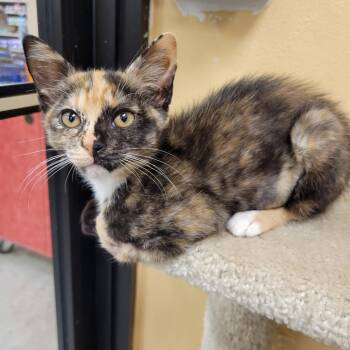 Rescue Domestic Short Hair Cats for Adoption in Fort Lauderdale, Florida - Sienna | PetCurious