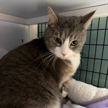 Domestic Short Hair Cats Available for Adoption - Kona | PetCurious