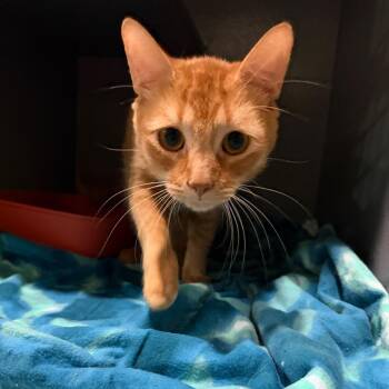 MINO -  Domestic Short Hair Cat for Adoption in Kyle, Texas - MINO | PetCurious