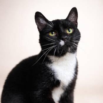Domestic Short Hair Cats Available for Adoption in Rixeyville, Virginia - Bear | PetCurious