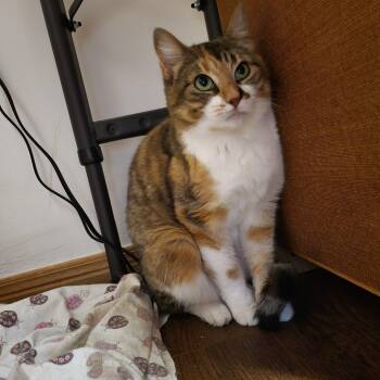 Gingerbread -  Domestic Short Hair Cat for Adoption in Toronto, Ontario - Gingerbread | PetCurious