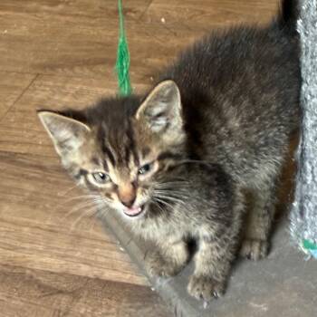 Midnight -  Domestic Short Hair Cat for Adoption in Shelbyville, Indiana - Midnight | PetCurious