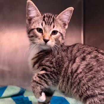 Goodie -  Domestic Short Hair Cat for Adoption in Nashville, Tennessee - Goodie | PetCurious
