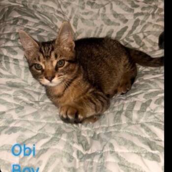 Obi K46309 -  Domestic Short Hair Cat for Adoption in Corsicana, Texas - Obi K46309 | PetCurious