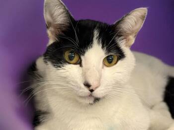 GREYSON -  Domestic Short Hair Cat for Adoption in Fort Lauderdale, Florida - GREYSON | PetCurious