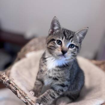 Domestic Short Hair Cats Available for Adoption in Brownsboro, Alabama - Maui | PetCurious