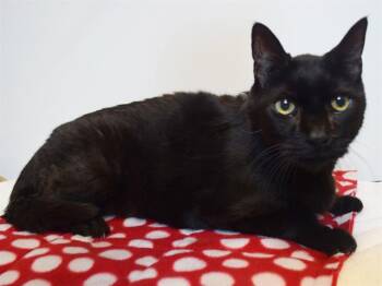WINSLOW -  Domestic Short Hair Cat for Adoption in Sacramento, California - WINSLOW | PetCurious