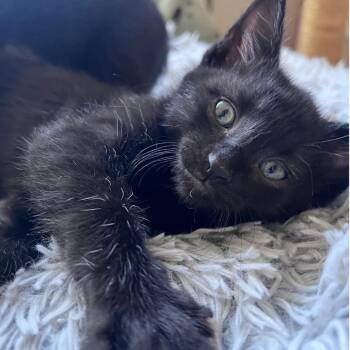 Domestic Short Hair Cats Available for Adoption in Minnetonka, Minnesota - Bermuda C68690 | PetCurious