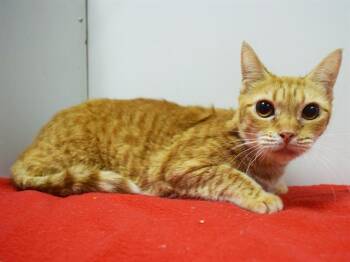LEA MARIE -  Domestic Short Hair Cat for Adoption in Sacramento, California - LEA MARIE | PetCurious