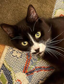 Tuxedo and Domestic Short Hair Cats Available for Adoption in San Jose, California - Ziggy | PetCurious