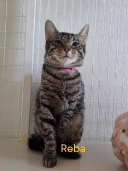 Domestic Short Hair and Tabby Cats Available for Adoption in Williamsburg, Iowa - Reba (Available Est 6/4/26) | PetCurious