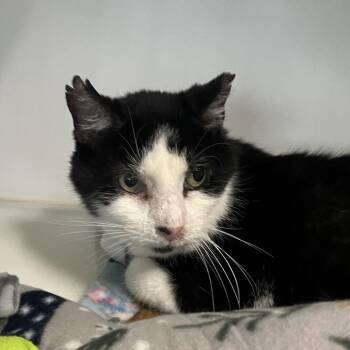 Buddy -  Domestic Short Hair Cat for Adoption in Oak Brook, Illinois - Buddy | PetCurious