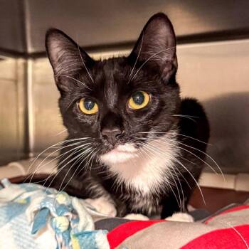 Domestic Short Hair Cats Available for Adoption in Kennebunk, Maine - Clawdeen | PetCurious