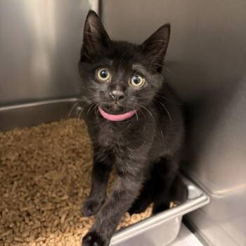 Noor (Bonded to Froggy) -  Domestic Short Hair Cat for Adoption in Marshall, Virginia - Noor (Bonded To Froggy) | PetCurious