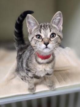 Ranch -  Domestic Short Hair Cat for Adoption in Westland, Michigan - Ranch | PetCurious