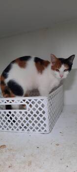 Rescue Domestic Short Hair Cats for Adoption in Metropolis, Illinois - Glitter | PetCurious