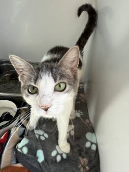 Rescue Domestic Short Hair Cats for Adoption in Pine Grove, Pennsylvania - Silver | PetCurious