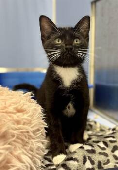 TJ -  Domestic Short Hair Cat for Adoption in Kalamazoo, Michigan - TJ | PetCurious