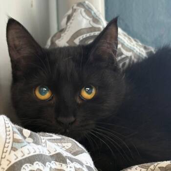 Domestic Short Hair Cats Available for Adoption - Olive | PetCurious