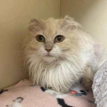 Domestic Long Hair Cats Available for Adoption in Dayton, Ohio - Agnes | PetCurious