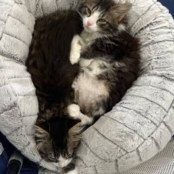 Gemma and Gina (Bonded Sisters) -  Domestic Long Hair Cat for Adoption in Butler, Pennsylvania - Gemma And Gina (Bonded Sisters) | PetCurious