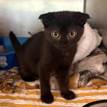 Wasabi -  Domestic Short Hair and Scottish Fold Cat for Adoption in Chehalis, Washington - Wasabi | PetCurious