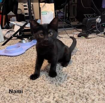 Nami -  Domestic Short Hair Cat for Adoption in Redondo Beach, California - Nami | PetCurious