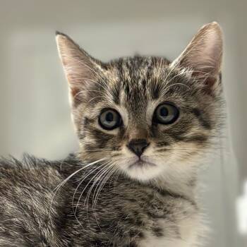 Rescue Domestic Short Hair Cats for Adoption in Houston, Texas - Gordo | PetCurious