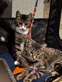 Rescue Domestic Short Hair Cats for Adoption in Seven Valleys, Pennsylvania - Peanut & Cashew | PetCurious