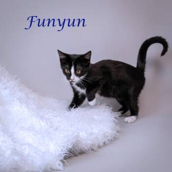 Domestic Short Hair Cats Available for Adoption in Lebanon, Tennessee - Funyun C26-114 | PetCurious