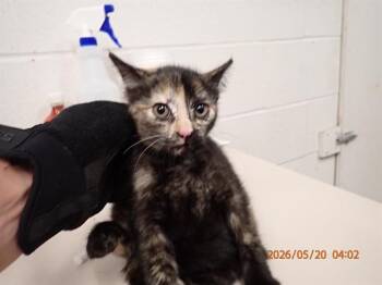 MACKEREL -  Domestic Short Hair Cat for Adoption in St. Peters, Missouri - MACKEREL | PetCurious