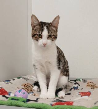 Elijah Jane -  Tabby and Domestic Short Hair Cat for Adoption in Bay City, Michigan - Elijah Jane | PetCurious