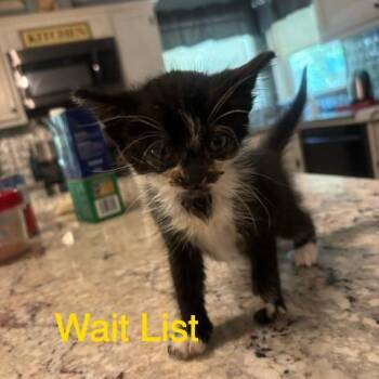 Frenchie -  Domestic Short Hair Cat for Adoption in Livingston, Texas - Frenchie | PetCurious