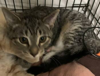 Rescue Domestic Short Hair Cats for Adoption in Milwaukee, Wisconsin - Ticky25 | PetCurious